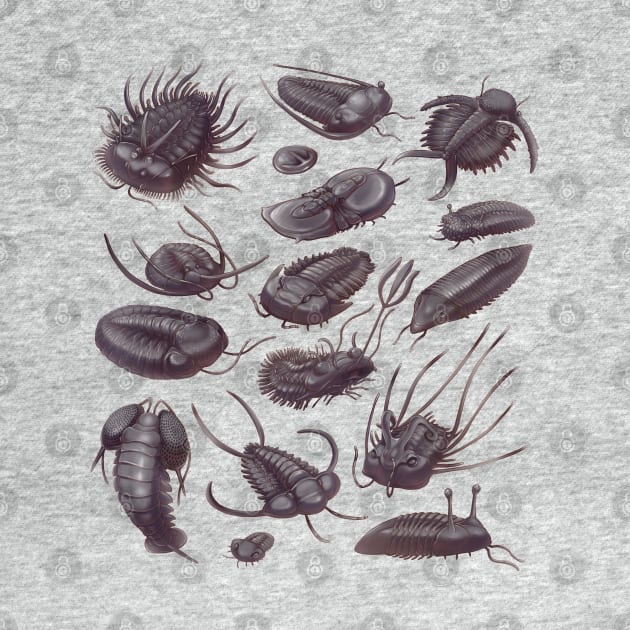 Trilobite Fossils by Wagglezags